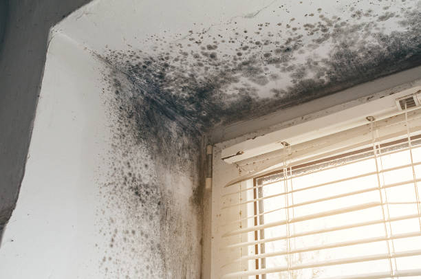 Affordable Attic Mold Removal solutions in Pierce, CO