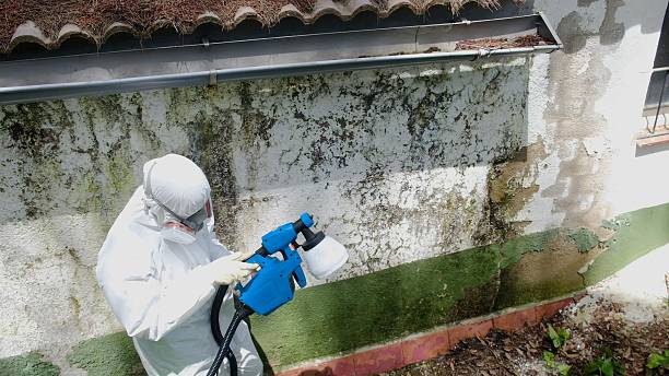 Top rated local Attic Mold Removal specialists in Pierce, CO